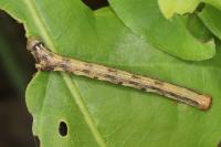 Phigaliohybernia