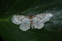 Idaea rusticata