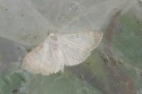 Patania ruralis