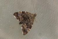 Anthophila fabriciana