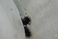 Aglais io