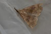 Hypena proboscidalis