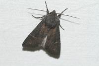Aporophyla nigra
