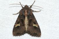 Trigonophora flammea