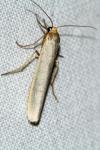 Eilema caniola