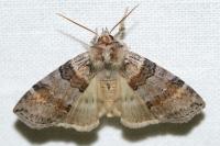 Cymatophorina diluta