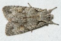 Lithophane ornitopus
