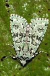 Griposia aprilina