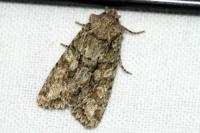 Dryobotodes eremita