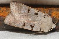 Eugnorisma glareosa