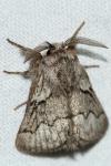 Trichiura crataegi