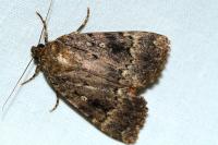 Amphipyra pyramidea