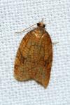 Acleris rhombana