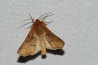 Crocallis tusciaria