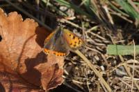 Lycaena phlaeas
