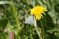 Pieris napi