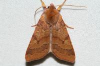 Anchoscelis helvola