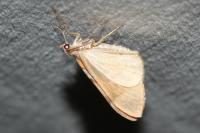 Pennithera firmata firmata