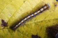 Lasiocampa quercus quercus