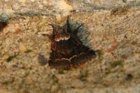 Poecilocampa populi populi
