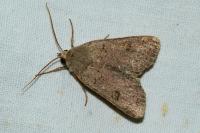 Xestia castanea
