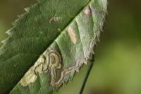 Stigmella anomalella