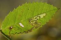 Stigmella anomalella