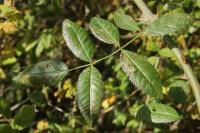 Stigmella anomalella