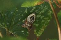 Acleris variegana