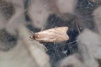 Diurnea lipsiella