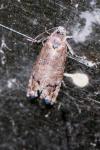Pammene splendidulana