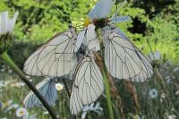 Aporia crataegi