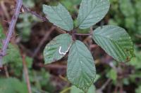 Stigmella splendidissimella