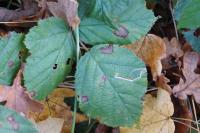 Stigmella splendidissimella