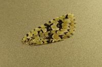 Griposia aprilina