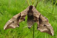 Smerinthus ocellatus