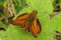 Ochlodes sylvanus