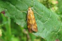 Mirificarma flavella
