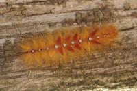 Acronicta aceris
