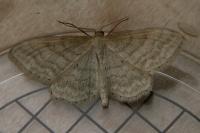 Idaea fuscovenosa