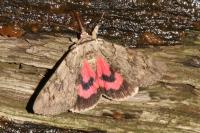 Catocala electa