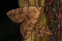Catocala electa