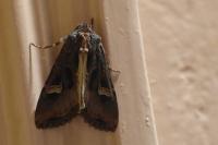 Trigonophora flammea