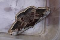 Saturnia pyri