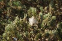 Thaumetopoea pityocampa