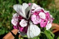 Aporia crataegi