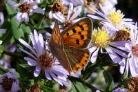 Lycaena phlaeas