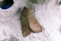 Orthosia cruda