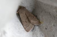Orthosia cerasi