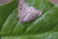 Theria rupicapraria